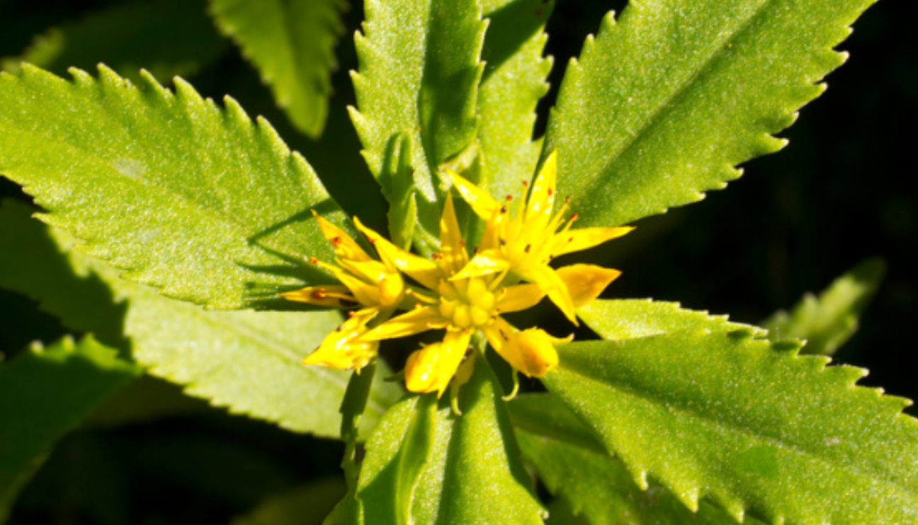 Rhodiola: The Anti-Burnout Herb You’ve Probably Never Tried