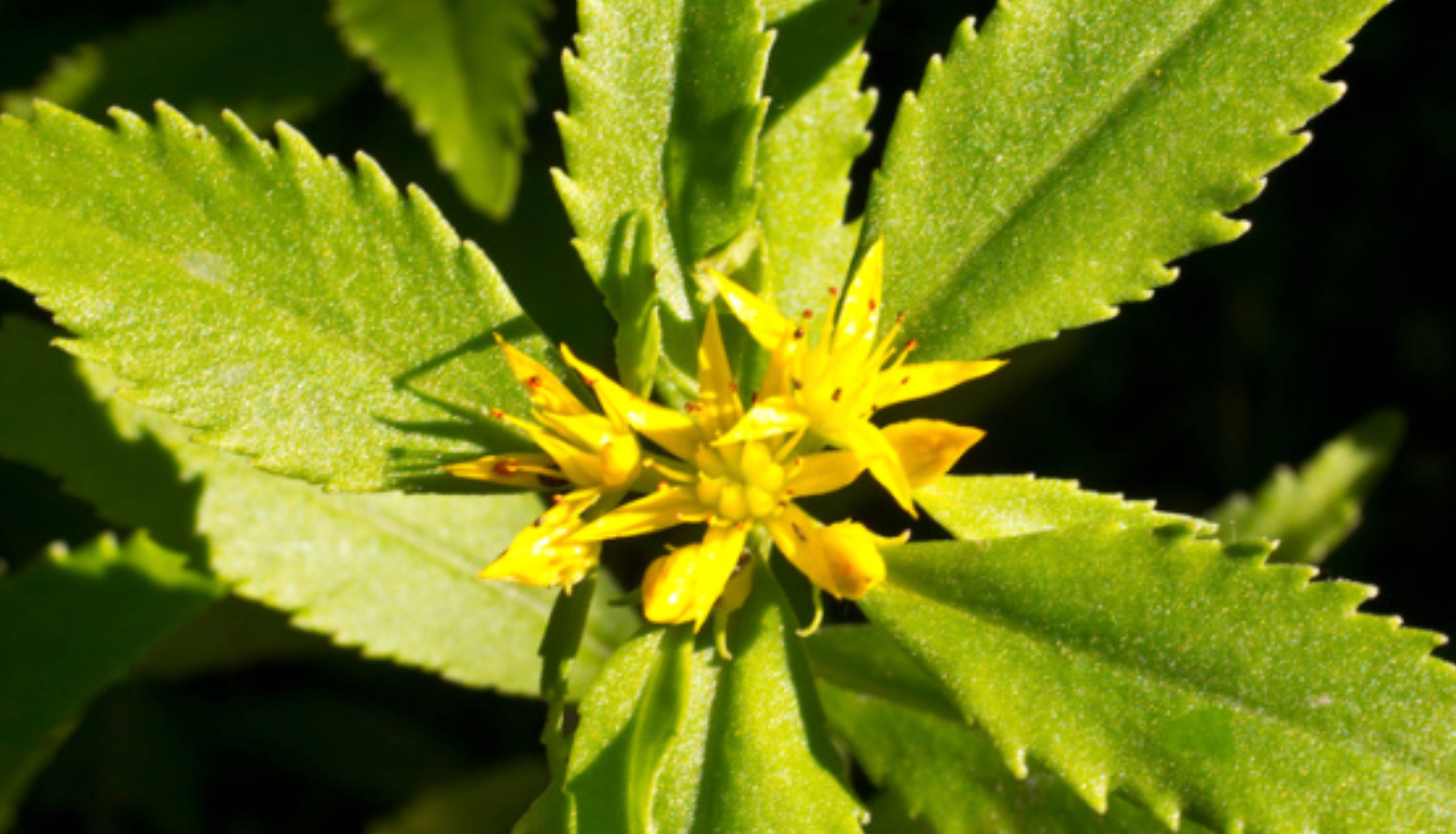 Rhodiola: The Anti-Burnout Herb You’ve Probably Never Tried
