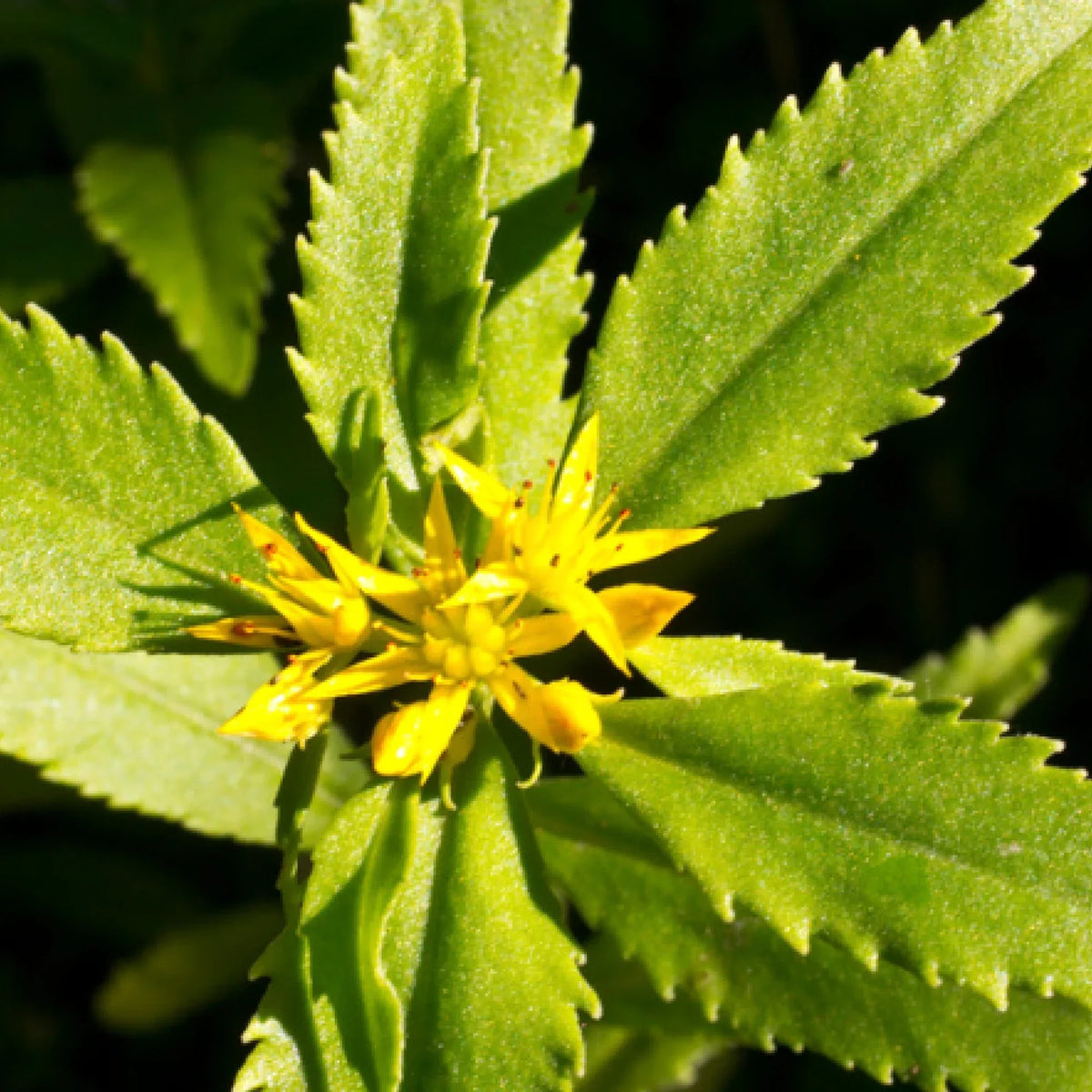 Rhodiola: The Anti-Burnout Herb You’ve Probably Never Tried
