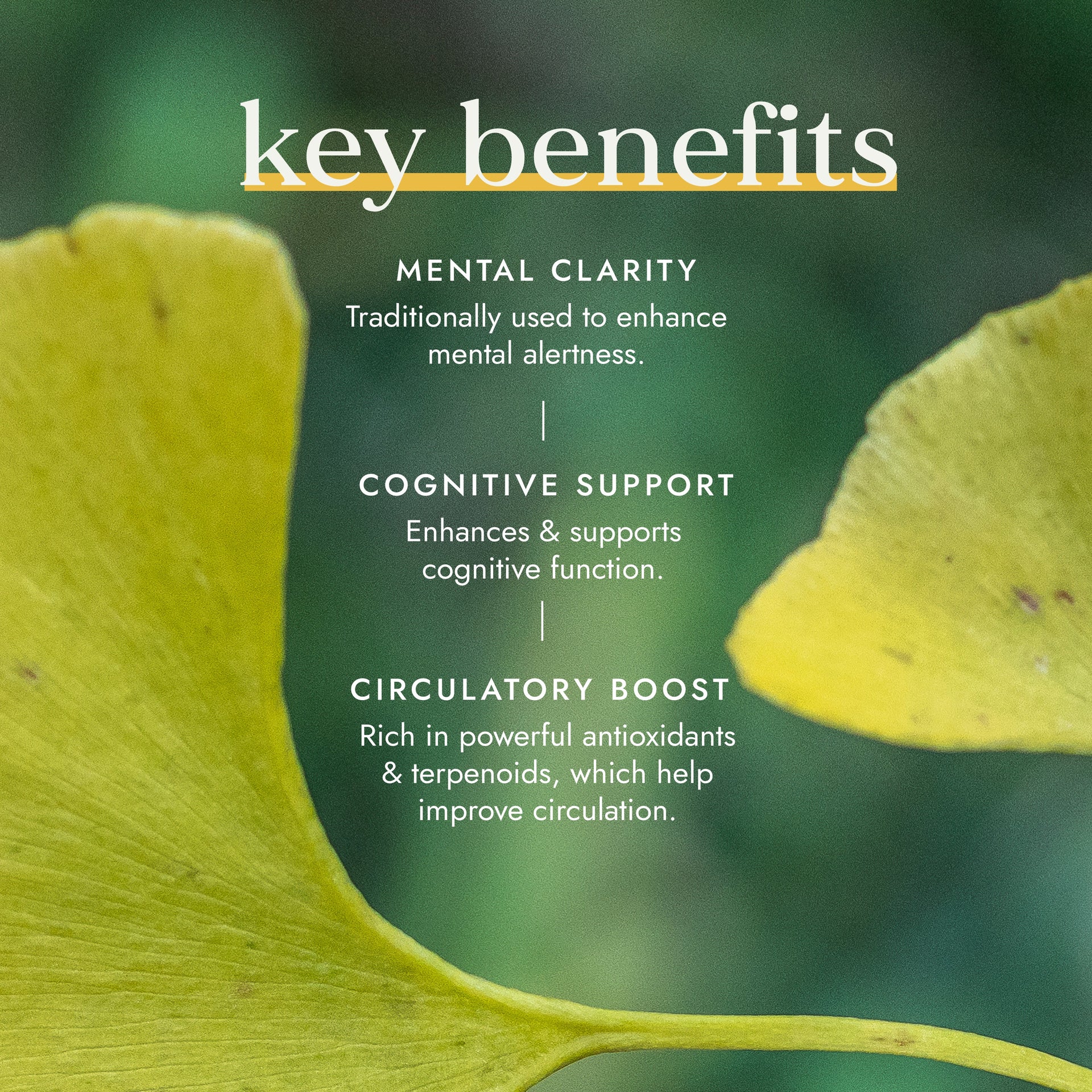 Organic Ginkgo Biloba
