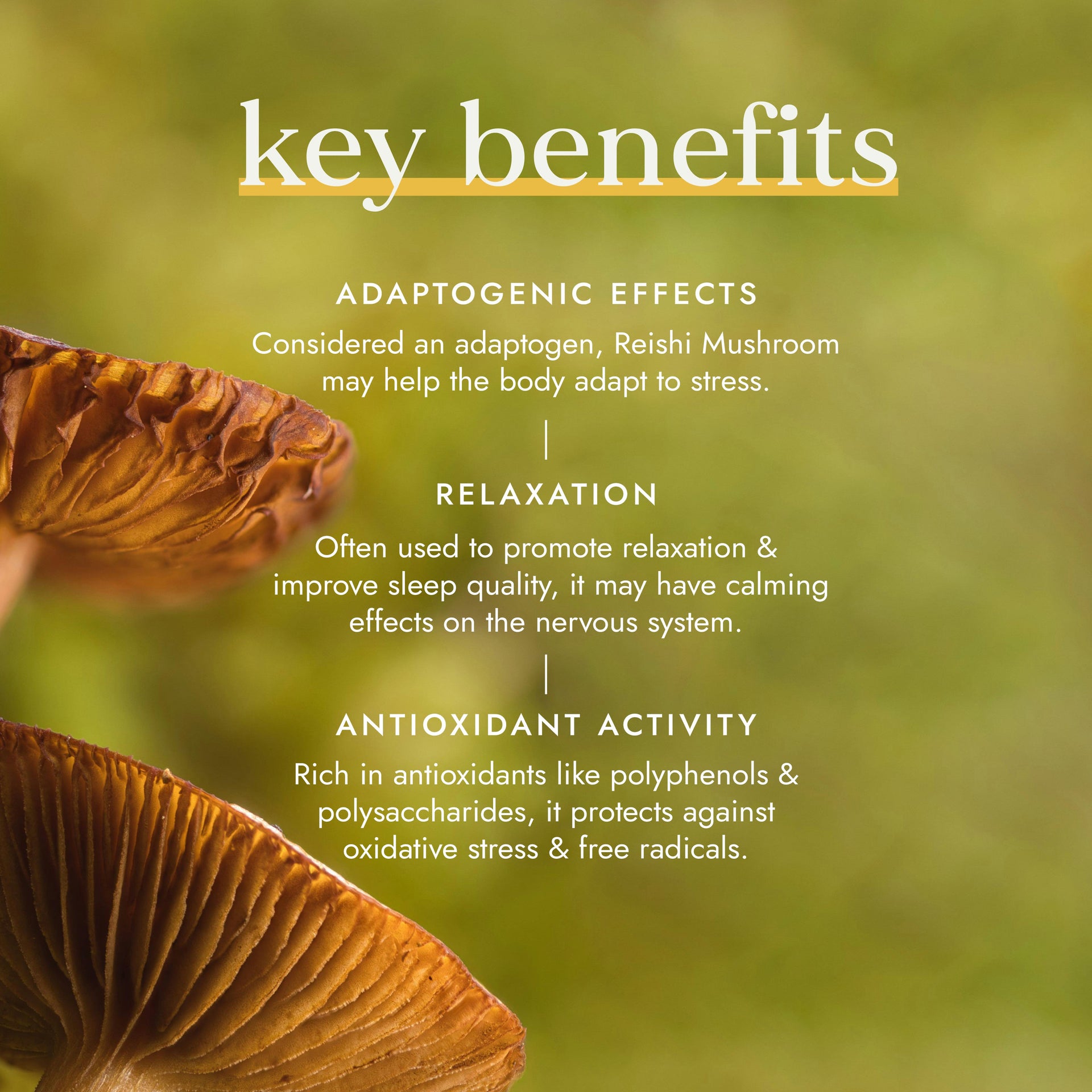 Organic Reishi Mushroom